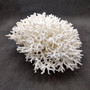 White Birdsnest Coral Cluster Seriatopora Hystrix (1 coral approx. 10L x 8W x 5H inches) White Coral Centerpiece for decor & display! Copyright 2026 SeaShellSupply.com.