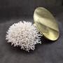 White Birdsnest Coral Cluster Seriatopora Hystrix (1 coral approx. 10L x 8W x 5H inches) White Coral Centerpiece for decor & display!