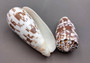 Striated Cone Seashell - Conus Striatus - (2 shells 3-4 inches) on dark background. Copyright 2022 SeaShellSupply.com.
