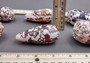 Striated Cone Seashell - Conus Striatus - (2 shells 3-4 inches) on dark background. Copyright 2022 SeaShellSupply.com.