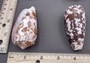 Striated Cone Seashell - Conus Striatus - (2 shells 3-4 inches) on dark background. Copyright 2022 SeaShellSupply.com.