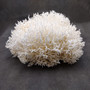 White Birdsnest Coral Cluster Seriatopora Hystrix (1 coral approx. 11L x 8.5W x 6.5H inches) White Coral Centerpiece for decor & display!