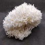 White Birdsnest Coral Cluster Seriatopora Hystrix (1 coral approx. 11L x 8.5W x 6.5H inches) White Coral Centerpiece for decor & display!