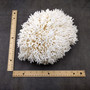 White Birdsnest Coral Cluster Seriatopora Hystrix (1 coral approx. 11L x 8.5W x 6.5H inches) White Coral Centerpiece for decor & display!