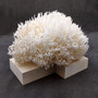 White Birdsnest Coral Cluster Seriatopora Hystrix (1 coral approx. 11L x 8.5W x 6.5H inches) White Coral Centerpiece for decor & display!