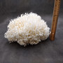 White Birdsnest Coral Cluster Seriatopora Hystrix (1 coral approx. 11L x 8.5W x 6.5H inches) White Coral Centerpiece for decor & display!