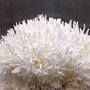 White Birdsnest Coral Cluster Seriatopora Hystrix (1 coral approx. 11L x 8.5W x 6.5H inches) White Coral Centerpiece for decor & display! Copyright 2026 SeaShellSupply.com.