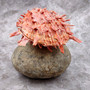 Red Purple Spiny Oyster Pair Spondylus Barbatus (1 shell pair approx. 4X4X3 inches) B GRADE Natural Spiny Oyster shell for decor & display! Copyright 2026 SeaShellSupply.com.
