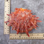 Red Purple Spiny Oyster Pair Spondylus Barbatus (1 shell pair approx. 4X4X3 inches) B GRADE Natural Spiny Oyster shell for decor & display! Copyright 2026 SeaShellSupply.com.