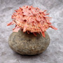 Red Purple Spiny Oyster Pair Spondylus Barbatus (1 shell pair approx. 4X4X3 inches) B GRADE Natural Spiny Oyster shell for decor & display! Copyright 2026 SeaShellSupply.com.