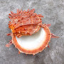 Red Purple Spiny Oyster Pair Spondylus Barbatus (1 shell pair approx. 4X4X3 inches) B GRADE Natural Spiny Oyster shell for decor & display!