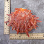 Red Purple Spiny Oyster Pair Spondylus Barbatus (1 shell pair approx. 4X4X3 inches) B GRADE Natural Spiny Oyster shell for decor & display!