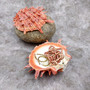 Red Purple Spiny Oyster Pair Spondylus Barbatus (1 shell pair approx. 4X4X3 inches) B GRADE Natural Spiny Oyster shell for decor & display!