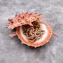 Red Purple Spiny Oyster Pair Spondylus Barbatus (1 shell pair approx. 4X4X3 inches) B GRADE Natural Spiny Oyster shell for decor & display!