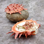 Red Purple Spiny Oyster Pair Spondylus Barbatus (1 shell pair approx. 4X4X3 inches) B GRADE Natural Spiny Oyster shell for decor & display!
