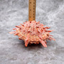 Red Purple Spiny Oyster Pair Spondylus Barbatus (1 shell pair approx. 4X4X3 inches) B GRADE Natural Spiny Oyster shell for decor & display!
