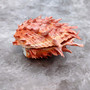 Red Purple Spiny Oyster Pair Spondylus Barbatus (1 shell pair approx. 4X4X3 inches) B GRADE Natural Spiny Oyster shell for decor & display!