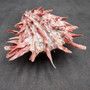 Red Purple Spiny Oyster Pair Spondylus Barbatus (1 shell pair approx. 4X3X3 inches) B GRADE Natural Spiny Oyster shell for decor & display!