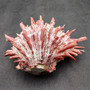 Red Purple Spiny Oyster Pair Spondylus Barbatus (1 shell pair approx. 4X3X3 inches) B GRADE Natural Spiny Oyster shell for decor & display!