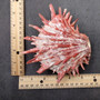 Red Purple Spiny Oyster Pair Spondylus Barbatus (1 shell pair approx. 4X3X3 inches) B GRADE Natural Spiny Oyster shell for decor & display! Copyright 2026 SeaShellSupply.com.