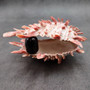 Red Purple Spiny Oyster Pair Spondylus Barbatus (1 shell pair approx. 4X3X3 inches) B GRADE Natural Spiny Oyster shell for decor & display! Copyright 2026 SeaShellSupply.com.