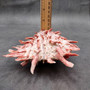 Red Purple Spiny Oyster Pair Spondylus Barbatus (1 shell pair approx. 4X3X3 inches) B GRADE Natural Spiny Oyster shell for decor & display! Copyright 2026 SeaShellSupply.com.