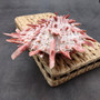 Red Purple Spiny Oyster Pair Spondylus Barbatus (1 shell pair approx. 4X3X3 inches) B GRADE Natural Spiny Oyster shell for decor & display! Copyright 2026 SeaShellSupply.com.