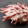 Red Purple Spiny Oyster Pair Spondylus Barbatus (1 shell pair approx. 4X3X3 inches) B GRADE Natural Spiny Oyster shell for decor & display!