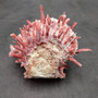Red Purple Spiny Oyster Pair Spondylus Barbatus (1 shell pair approx. 4X3X2 inches) B GRADE Natural Spiny Oyster shell for decor & display! Copyright 2026 SeaShellSupply.com.