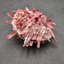Red Purple Spiny Oyster Pair Spondylus Barbatus (1 shell pair approx. 4X3X2 inches) B GRADE Natural Spiny Oyster shell for decor & display! Copyright 2026 SeaShellSupply.com.