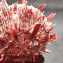 Red Purple Spiny Oyster Pair Spondylus Barbatus (1 shell pair approx. 4X3X2 inches) B GRADE Natural Spiny Oyster shell for decor & display! Copyright 2026 SeaShellSupply.com.
