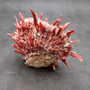 Red Purple Spiny Oyster Pair Spondylus Barbatus (1 shell pair approx. 4X3X2 inches) B GRADE Natural Spiny Oyster shell for decor & display!-04
