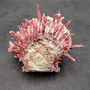 Red Purple Spiny Oyster Pair Spondylus Barbatus (1 shell pair approx. 4X3X2 inches) B GRADE Natural Spiny Oyster shell for decor & display!-04