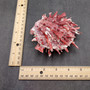 Red Purple Spiny Oyster Pair Spondylus Barbatus (1 shell pair approx. 4X3X2 inches) B GRADE Natural Spiny Oyster shell for decor & display!-04