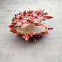 Red Purple Spiny Oyster Pair Spondylus Barbatus (1 shell pair approx. 4X3X2 inches) B GRADE Natural Spiny Oyster shell for decor & display! Copyright 2026 SeaShellSupply.com.