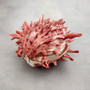 Red Purple Spiny Oyster Pair Spondylus Barbatus (1 shell pair approx. 4X3X2 inches) B GRADE Natural Spiny Oyster shell for decor & display!