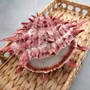 Red Purple Spiny Oyster Pair Spondylus Barbatus (1 shell pair approx. 4X3X2 inches) B GRADE Natural Spiny Oyster shell for decor & display!