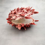 Red Purple Spiny Oyster Pair Spondylus Barbatus (1 shell pair approx. 4X3X2 inches) B GRADE Natural Spiny Oyster shell for decor & display!