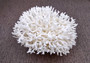 White Birdsnest Coral Cluster Seriatopora Hystrix (1 coral approx. 7-8+ inches) White Bird Nest Coral for display weddings & home décor!