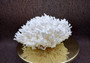 White Birdsnest Coral Cluster Seriatopora Hystrix (1 coral approx. 7-8+ inches) White Bird Nest Coral for display weddings & home décor!