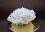 White Birdsnest Coral Cluster Seriatopora Hystrix (1 coral approx. 7-8+ inches) White Bird Nest Coral for display weddings & home décor!