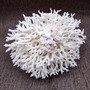 White Birdsnest Coral Cluster Seriatopora Hystrix (1 coral approx. 7-8+ inches) White Bird Nest Coral for display weddings & home décor! Copyright 2026 SeaShellSupply.com.