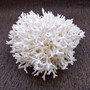 White Birdsnest Coral Cluster Seriatopora Hystrix (1 coral approx. 7-8+ inches) White Bird Nest Coral for display weddings & home décor! Copyright 2026 SeaShellSupply.com.