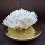 White Birdsnest Coral Cluster Seriatopora Hystrix (1 coral approx. 7-8+ inches) White Bird Nest Coral for display weddings & home décor! Copyright 2026 SeaShellSupply.com.