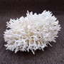 White Birdsnest Coral Cluster Seriatopora Hystrix (1 coral approx. 7-8+ inches) White Bird Nest Coral for display weddings & home décor! Copyright 2026 SeaShellSupply.com.