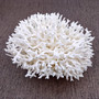 White Birdsnest Coral Cluster Seriatopora Hystrix (1 coral approx. 7-8+ inches) White Bird Nest Coral for display weddings & home décor! Copyright 2026 SeaShellSupply.com.