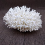 White Birdsnest Coral Cluster Seriatopora Hystrix (1 coral approx. 7-8+ inches) White Bird Nest Coral for display weddings & home décor!