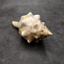 Large Fox Seashell Fasciolaria Trapezium (1 shell approx. 5+ inches) Horse Conch Fox Shells for coastal home collections & display! Copyright 2026 SeaShellSupply.com.
