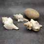 Large Fox Seashell Fasciolaria Trapezium (1 shell approx. 5+ inches) Horse Conch Fox Shells for coastal home collections & display! Copyright 2026 SeaShellSupply.com.