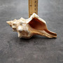 Large Fox Seashell Fasciolaria Trapezium (1 shell approx. 5+ inches) Horse Conch Fox Shells for coastal home collections & display! Copyright 2026 SeaShellSupply.com.